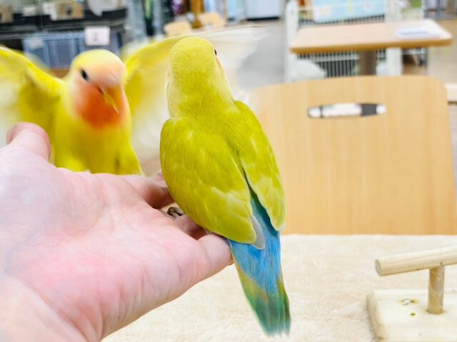 コザクラインコ（小桜インコ）