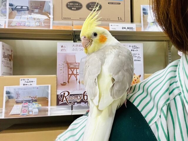 オカメインコ