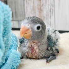綺麗なブルーです💙ブルーボタンインコ　ヒナ