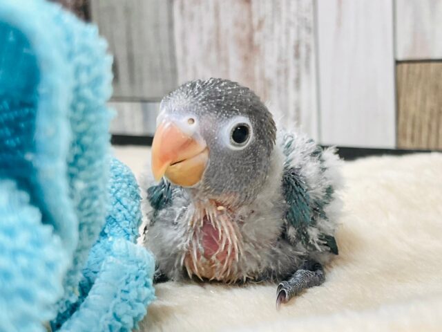 綺麗なブルーです💙ブルーボタンインコ　ヒナ