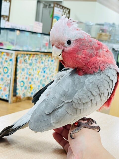 モモイロインコ