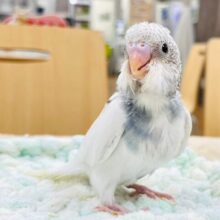 【最新画像・動画更新🪄】白多め！模様がチラ見え✨セキセイインコ（パイド）ヒナ