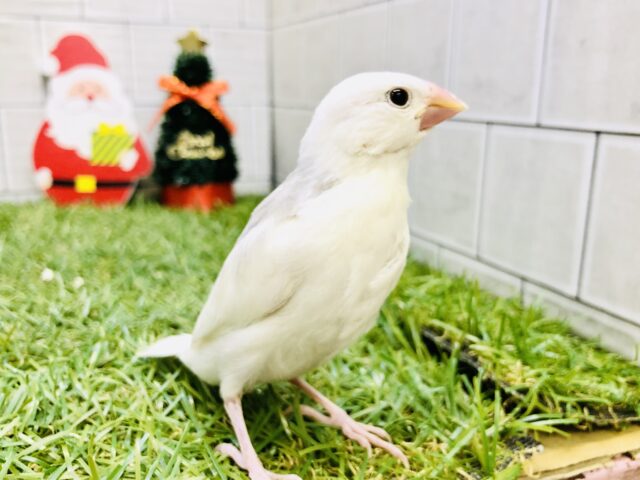 オシャレにコート羽織ってみたりして・・・　白文鳥