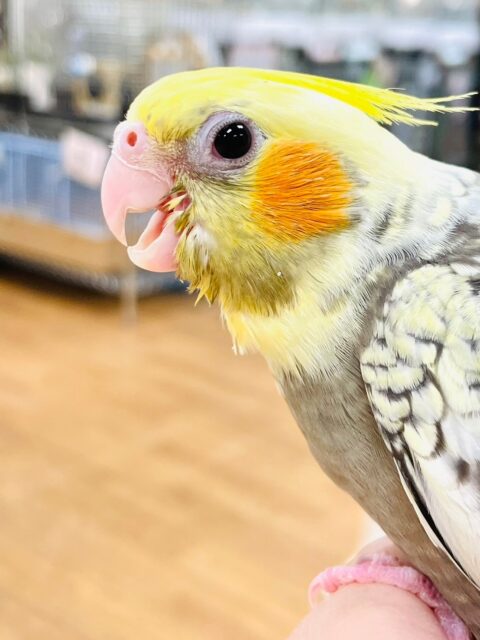 オカメインコ