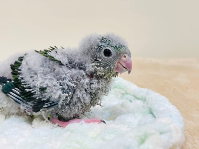 サザナミインコ