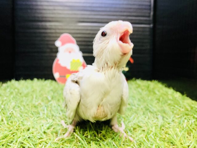 オカメインコ