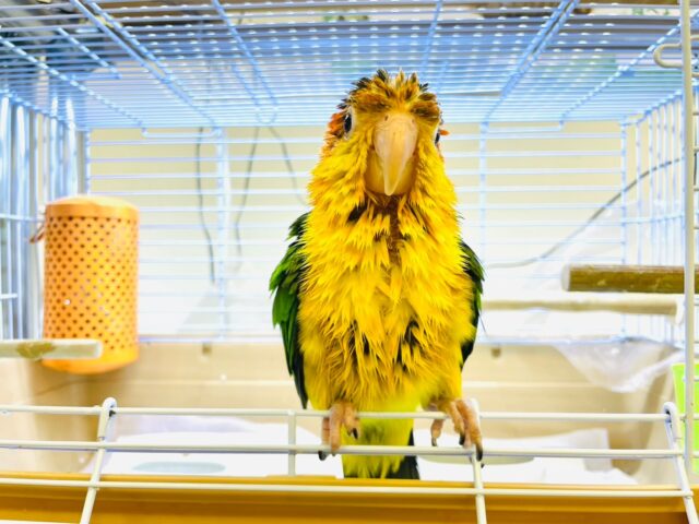 シロハラインコ