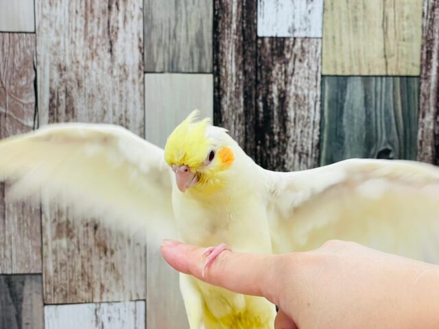 オカメインコ