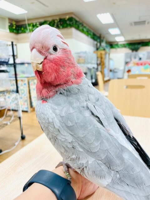 モモイロインコ