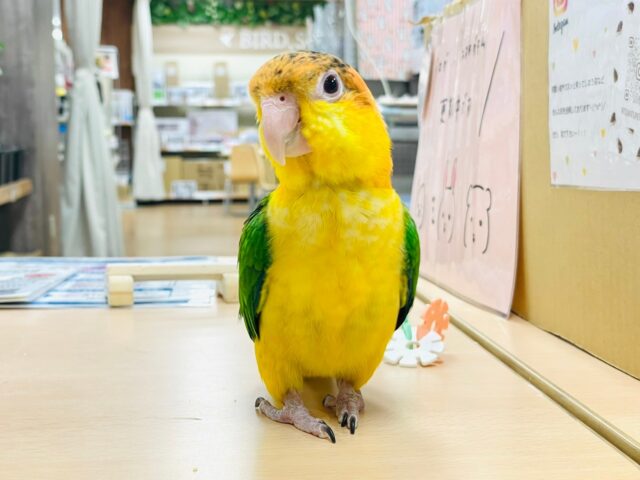 シロハラインコ