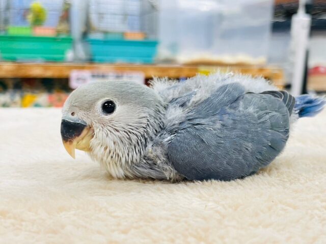 コザクラインコ（小桜インコ）