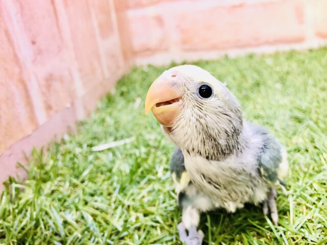 コザクラインコ（小桜インコ）