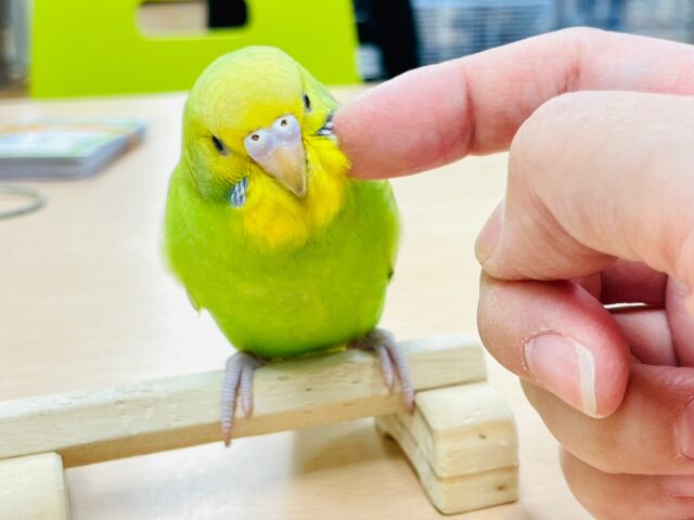 セキセイインコ