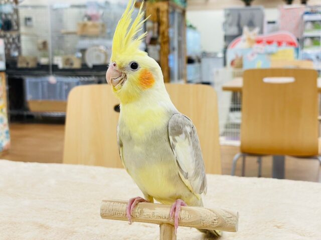 オカメインコ