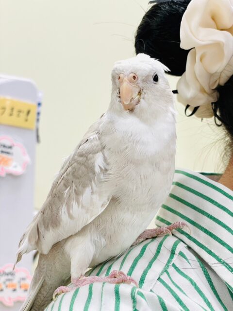 オカメインコ