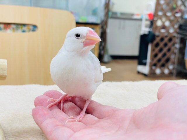 白文鳥