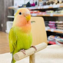【最新動画更新🪄】ベビーフェイスが可愛い♡コザクラインコ（シナモン）ヒナ