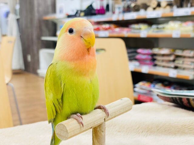 【最新画像更新🪄】ベビーフェイスが可愛い♡コザクラインコ（シナモン）ヒナ