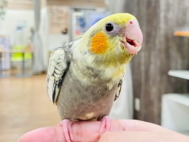 オカメインコ