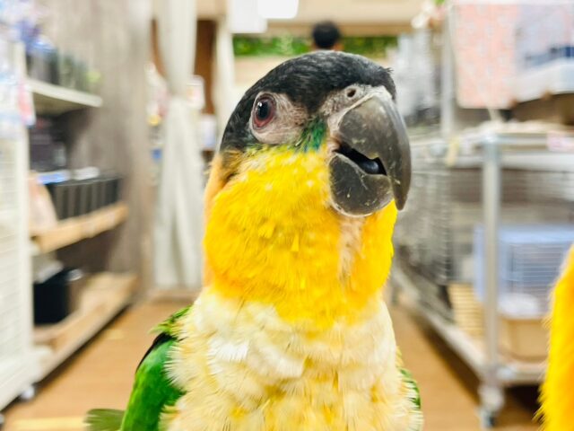 ズグロシロハラインコ