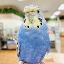 【最新画像・動画更新🪄】実はおっとり癒し系？🫧羽衣セキセイインコ(ノーマルカラー) ヒナ