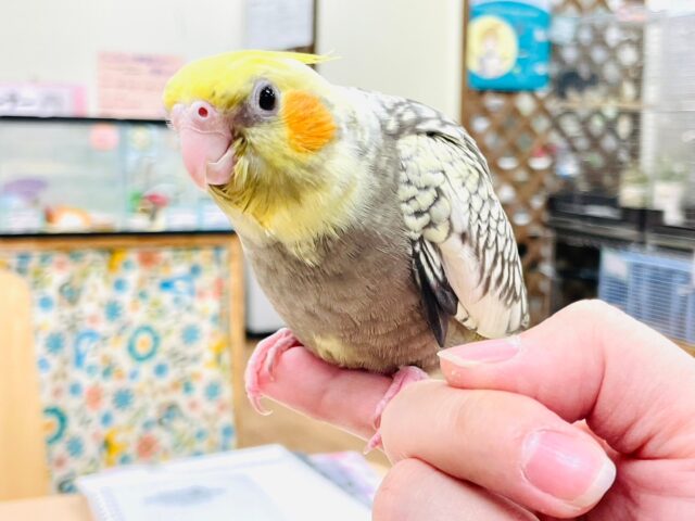 オカメインコ