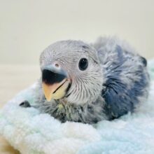 天使が舞い降りた👼コザクラインコ（バイオレット）ヒナ
