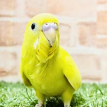 【最新画像更新☆☆】黒豆がチャームポイント？？　セキセイインコ