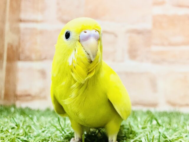 【最新画像更新☆☆】黒豆がチャームポイント？？　セキセイインコ