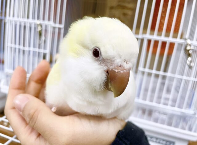 オキナインコ