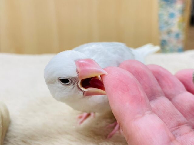 白文鳥