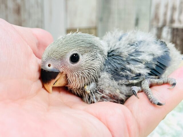 コザクラインコ（小桜インコ）