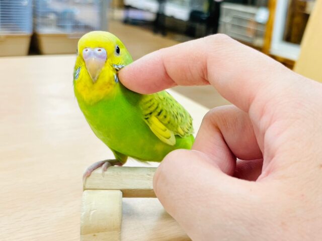 セキセイインコ