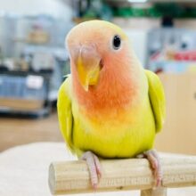 【最新動画更新🪄】輝くゴージャスなカラー♡コザクラインコ（ゴールデンチェリー）ヒナ