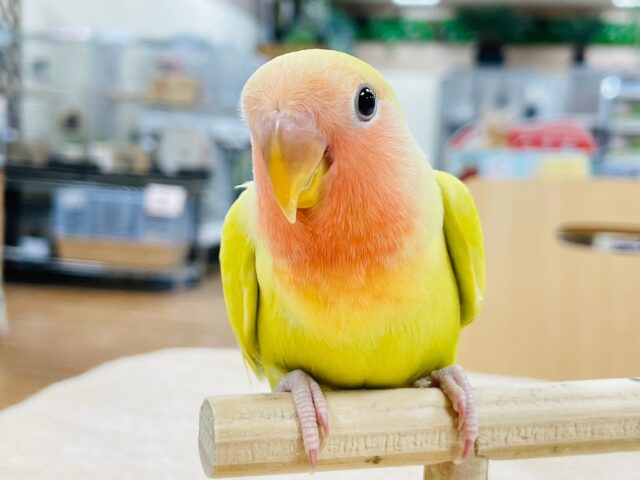 【最新画像更新🪄】輝くゴージャスなカラー♡コザクラインコ（ゴールデンチェリー）ヒナ