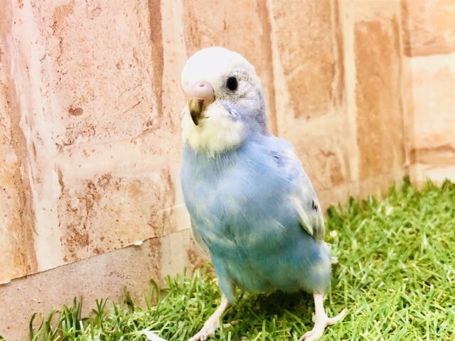 斑点模様でオシャレにきまってる？？　セキセイインコ