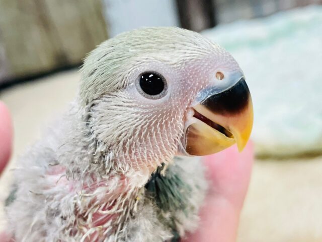 コザクラインコ（小桜インコ）