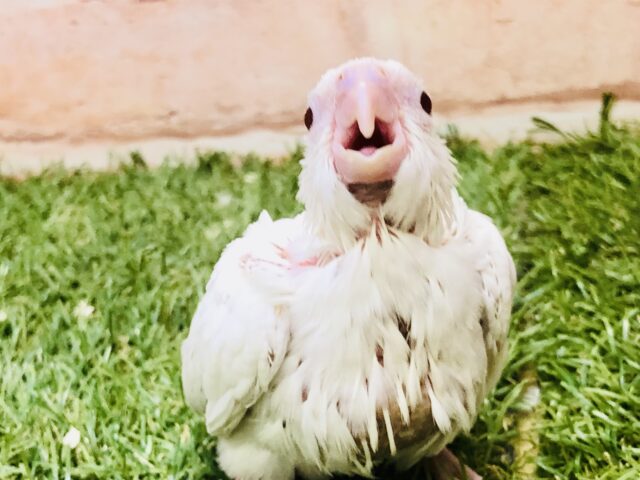 オカメインコ