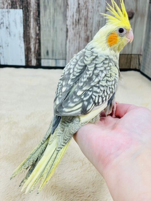 オカメインコ