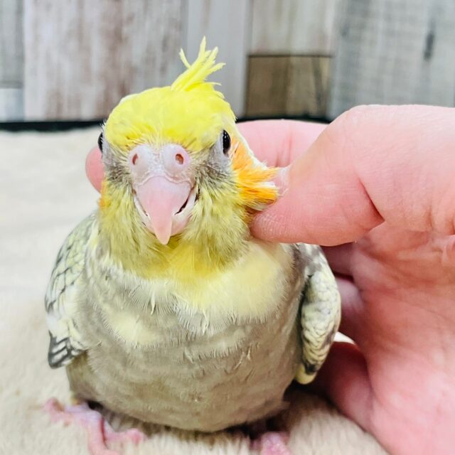 オカメインコ