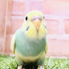 【最新画像更新☆☆】神秘的なパイドカラー・・・　セキセイインコ