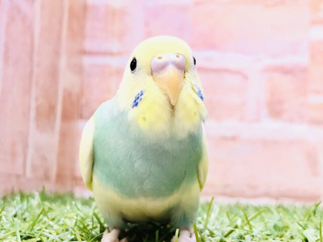 【最新画像更新☆☆】神秘的なパイドカラー・・・　セキセイインコ