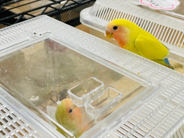 コザクラインコ（小桜インコ）