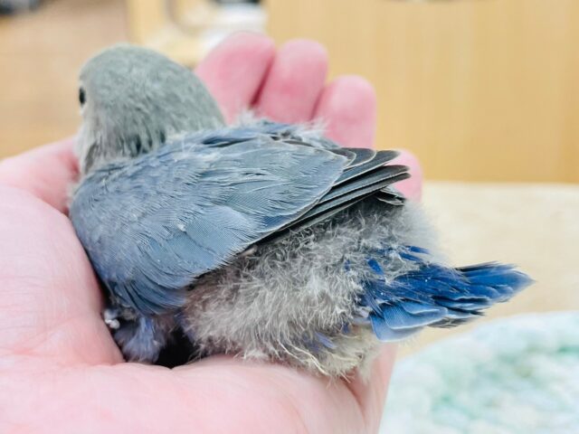 コザクラインコ（小桜インコ）