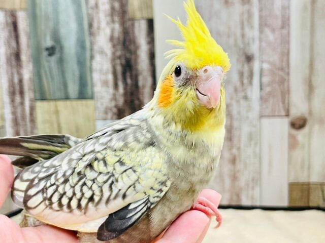 オカメインコ