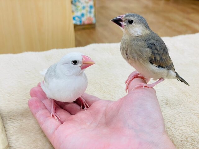 桜文鳥