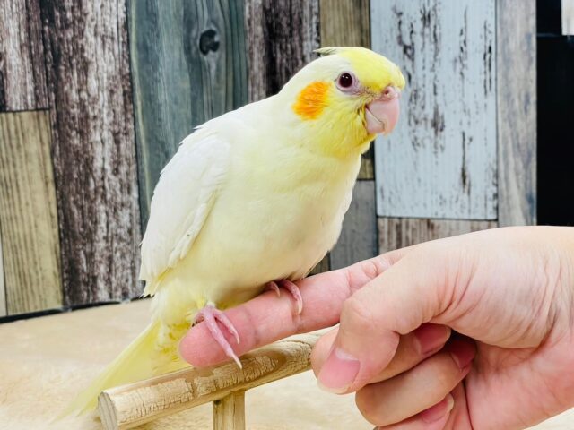 オカメインコ