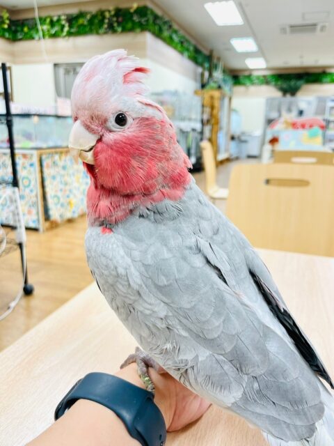 モモイロインコ