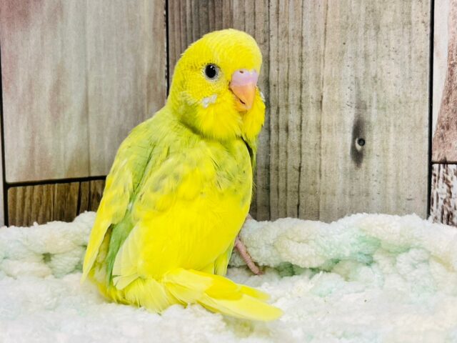 セキセイインコ