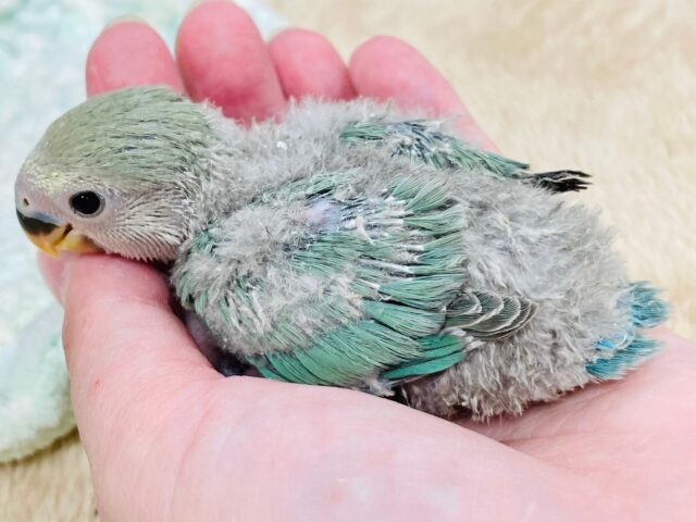 コザクラインコ（小桜インコ）